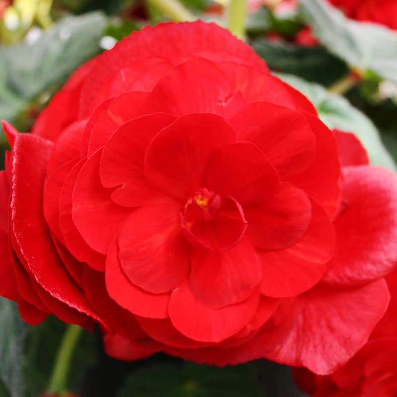 Red Hanging Basket Begonia Flower Bulbs