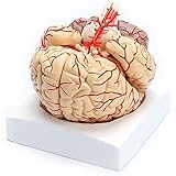 Este modelo anatómico de cerebro humano está hecho de PVC, que es liviano y fácil de transportar.