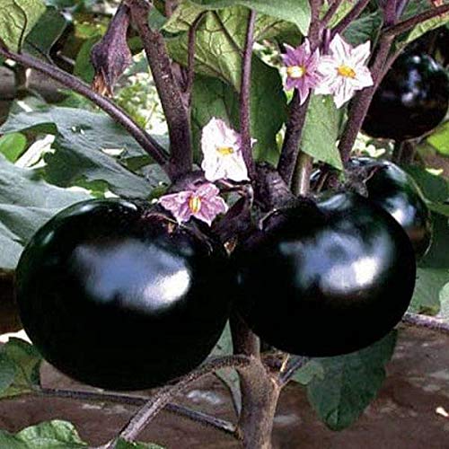 Golden Hills Farm Hybrid Black round brinjal 500+ seeds (B095SZFNFV) Amazon Price History, Amazon Price Tracker