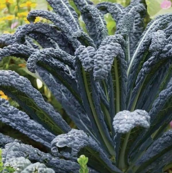 1 Pack of 700 SEEEDS Kale Black Tuscan Cavolo Nero