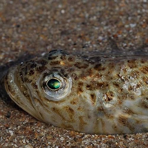 Philib&iacute;n na gCor