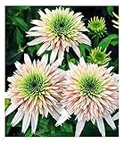 BALDUR-Garten Echinacea Cherry Fluff, 1 Pflanze, winterharte Staude, mehrjährig, pflegeleicht, blühend, Schnittblume, Echinacea purpurea, dichter und kompakter Wuchs