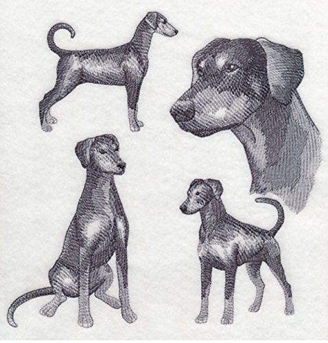 natural doberman pinscher