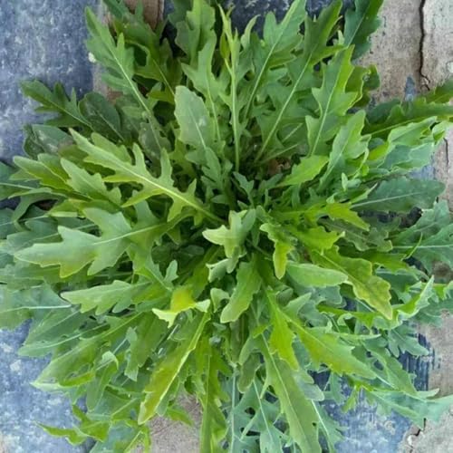 semi di rucola resistente - decorative per appartamento per aiuole rialzate 500pcs