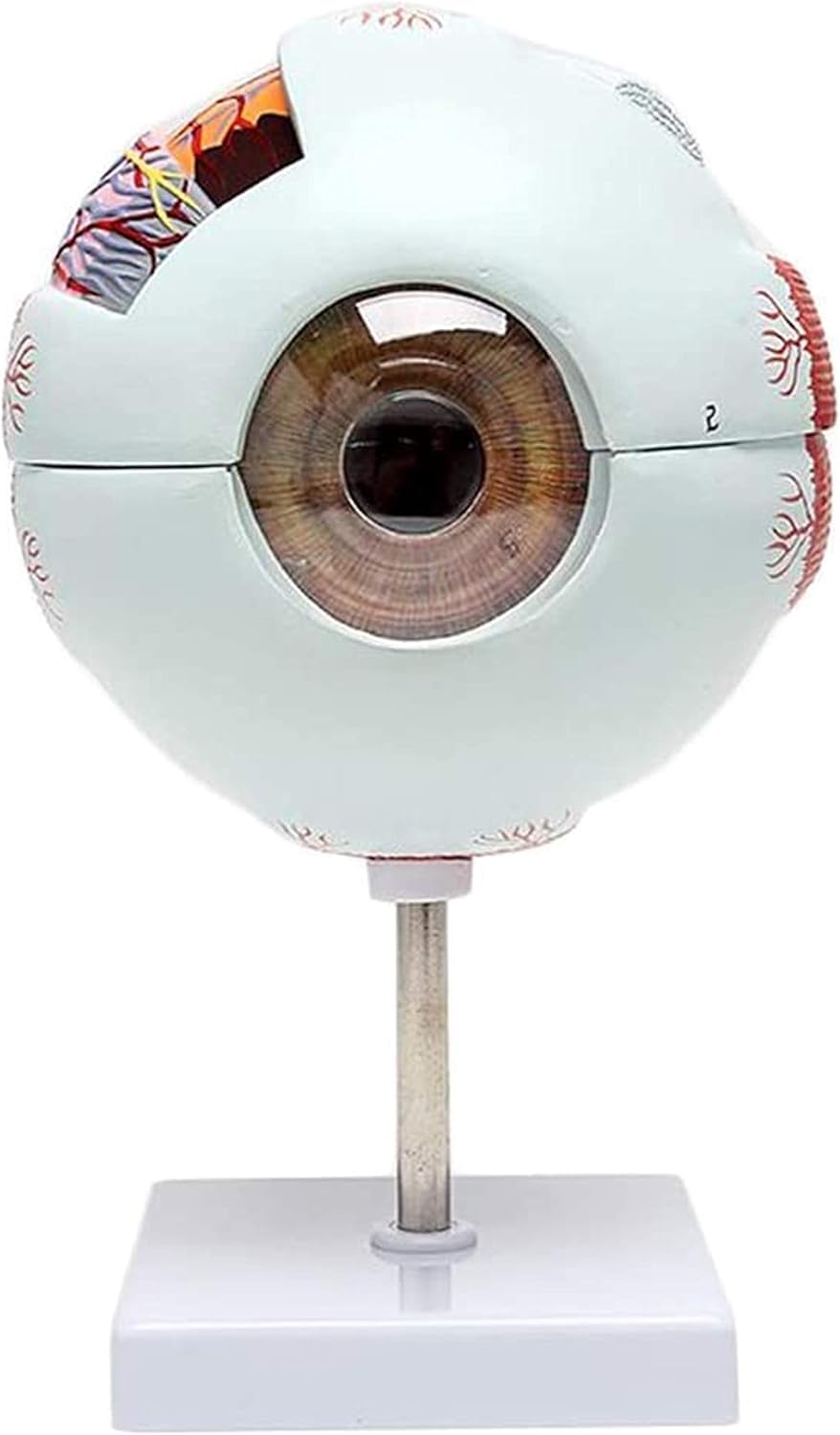 Modèle de globe oculaire humain grossissement 6x anatomique détachable