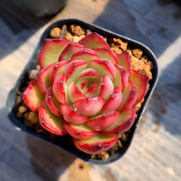 Y*o様 U596　レッドモラン　抜き苗　30株　多肉植物 エケベリア 韓国苗 Y*o様 U596 レッドモラン 抜き苗 30株 多肉植物 エケベリア 韓国苗