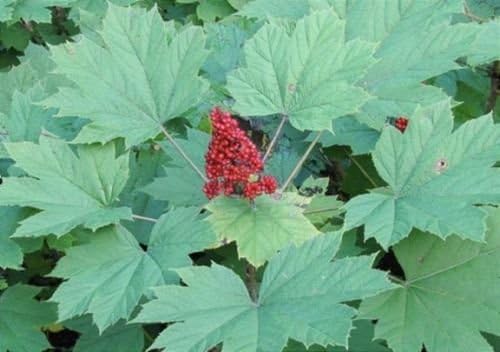 Devil's Club Salve - Powerful & Spiritual Native American Remedy