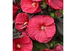 Live Hibiscus Plant: Perennial Flower Bush for Vibrant Gardens