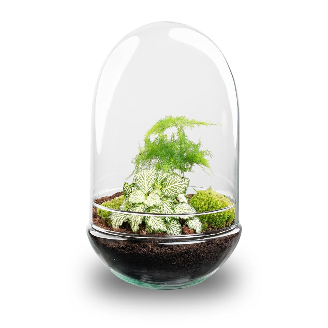 Ecosistemas Terrarios Con Todo Incluido Kit De Bricolaje Para Terrario