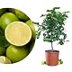 Limettenbaum Citrus Latifolia immergrüne Zitruspflanze für Garten und Balkon