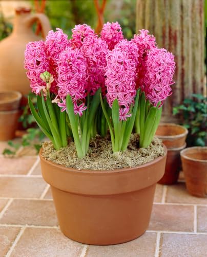 Plantogallery Hyacinth Flower Bulbs (Pink Pearl 1pc) (B0CLF45VQJ) Amazon Price History, Amazon Price Tracker