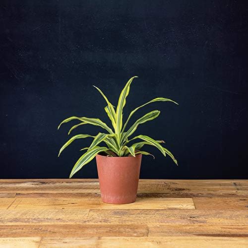 Miniatura 2 de Novelty 63065 Maceta redonda metálica para caché, color cobre