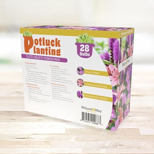 28 Easy-to-Plant Bulbs - Tutti Frutti Punch Flower Bulb Mix – Freesias, Lilies, Spicatas – Fragrant & Colorful – Summer Garden Bloom Set - Thumbnail 5