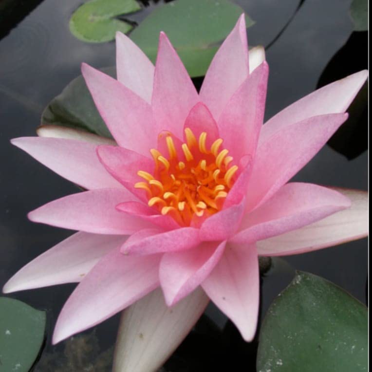 Water Lily Bulbs ubicaciondepersonas.cdmx.gob.mx