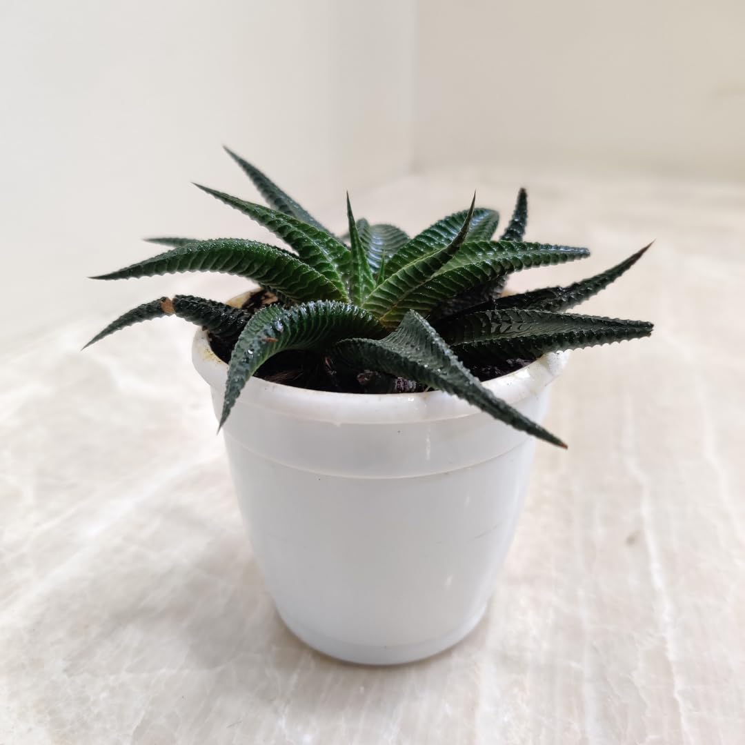 CAPPL Low Maintenance Live Haworthia Limifolia Striata Plant | Succulent Indoor Plant with Flower Pot for Home, Office, Living Room and Decor (B077JZVTXB) Amazon Price History, Amazon Price Tracker
