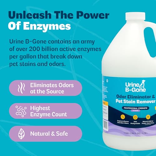 Image of Urine B-Gone, Professional Enzyme Odor Eliminator & Pet Stain Remover, Human, Cat & Dog Urine Cleaner, Effective on Laundry, Carpets & More, Lavender Scent, 1 Gallon (Pack of 2)