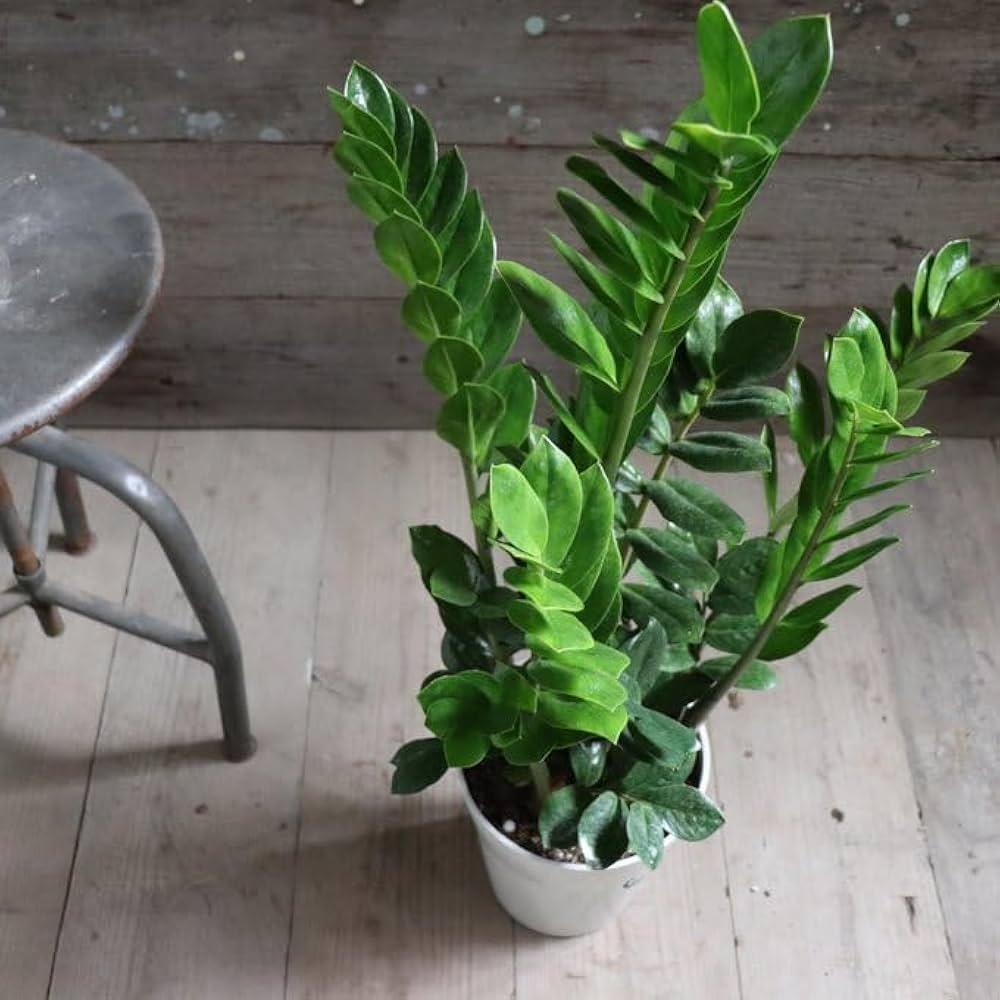 Amazon｜ザミーフォリア 7号 ザミオクルカス 観葉植物｜観葉植物