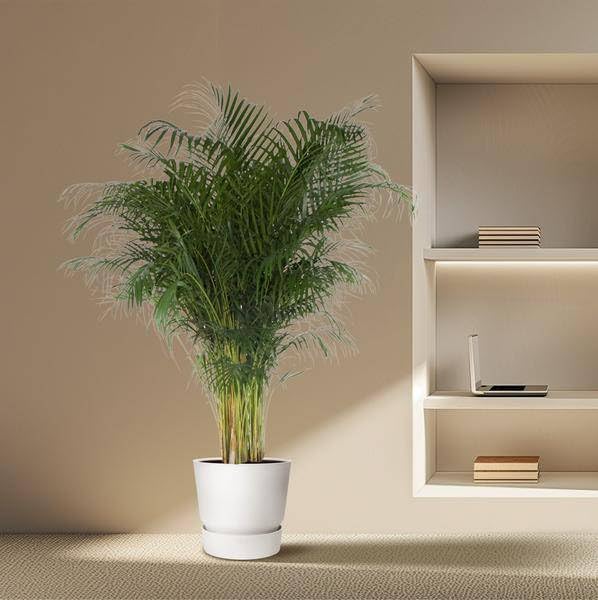 Dypsis Lutescens - 200 cm - Ø 34