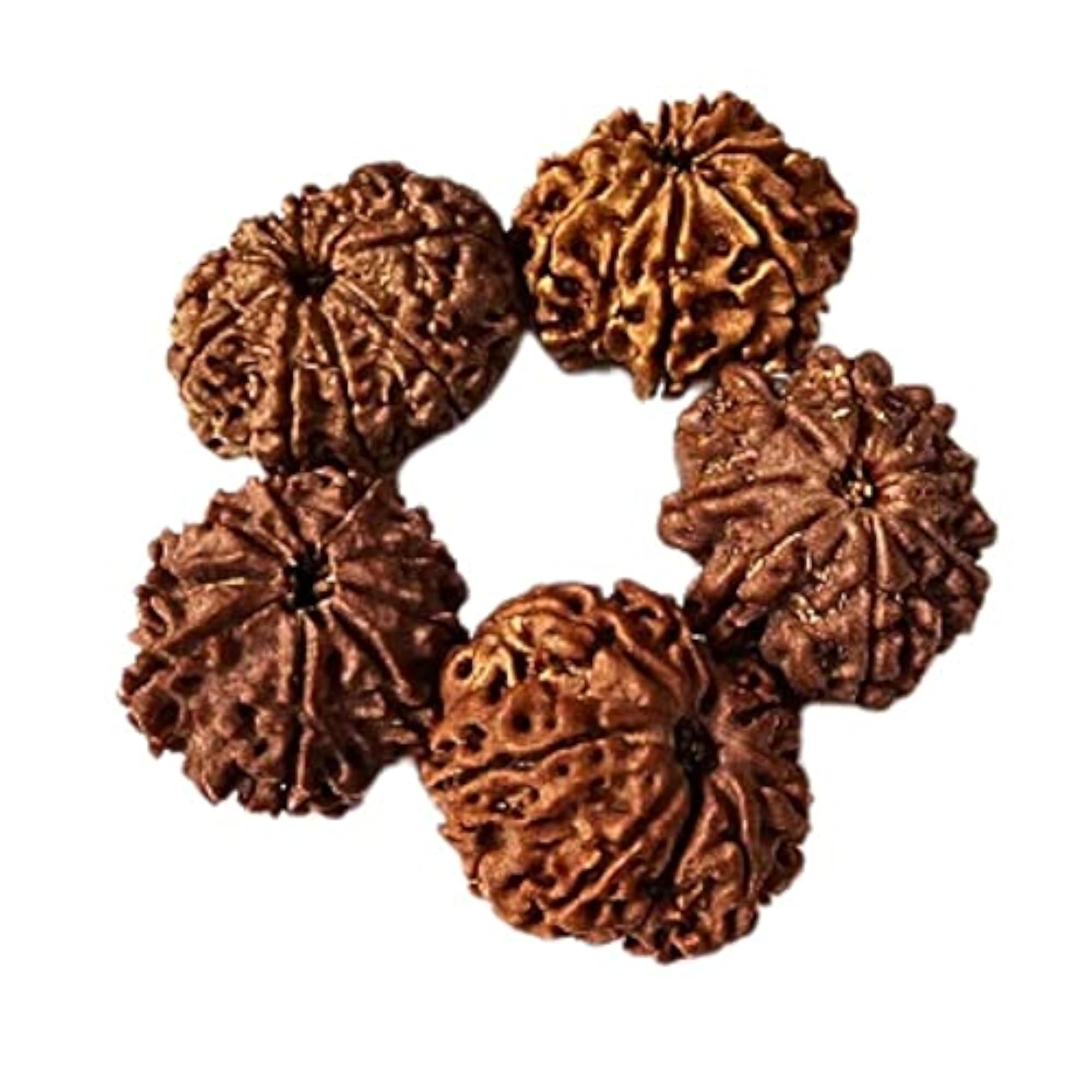 Natural 9 Mukhi Nepali Rudraksh, Spiritual Healing Seed