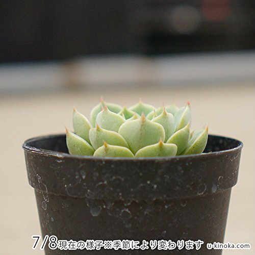Amazon｜ベンバディス 7.5cmポット 多肉植物 エケベリア