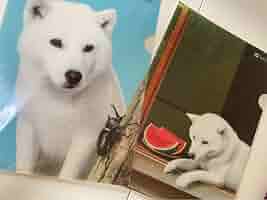 ソフトバンク　お父さん　7種 Softbank - ソフトバンク お父さん犬 クリアファイル 3枚の通販