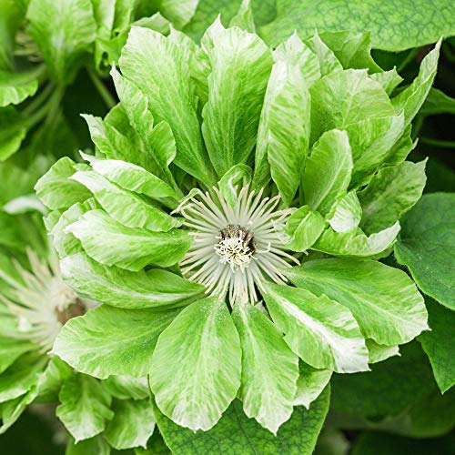 Clematis Green Passion in a 7cm Pot