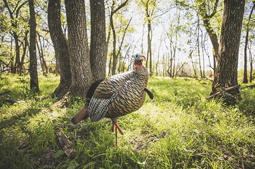 Avian X HDR Jake Turkey Decoy by Avian-X - Image 2