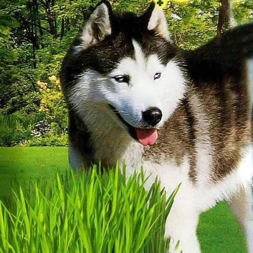 SeedsUP Dog Grass Vitamin Plus