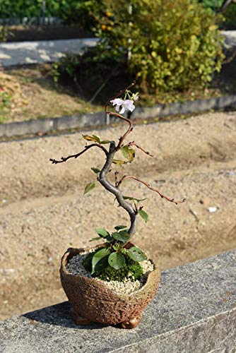 Amazon.co.jp: 八重の輝き桜 桜盆栽 二期咲き桜盆栽 花の盆栽鉢植え