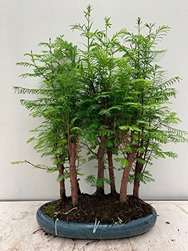 Bonsai Metasequior Forest