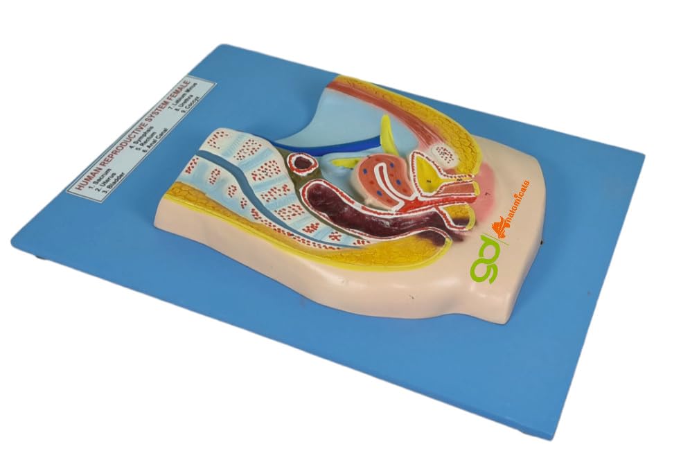 GD ANATOMICALS ® Female reproductive system model Fiberglass anatomy model Human anatomy replica Reproductive system education Female reproductive organs Fiberglass anatomical model