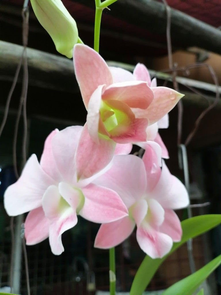 Burana Peach Dendrobium Orchid - Easy Care Houseplant -4
