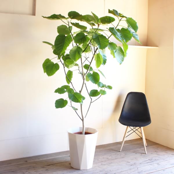 Amazon｜フィカス ウンベラータ ゴムの木 10号 大鉢 観葉植物 本物  