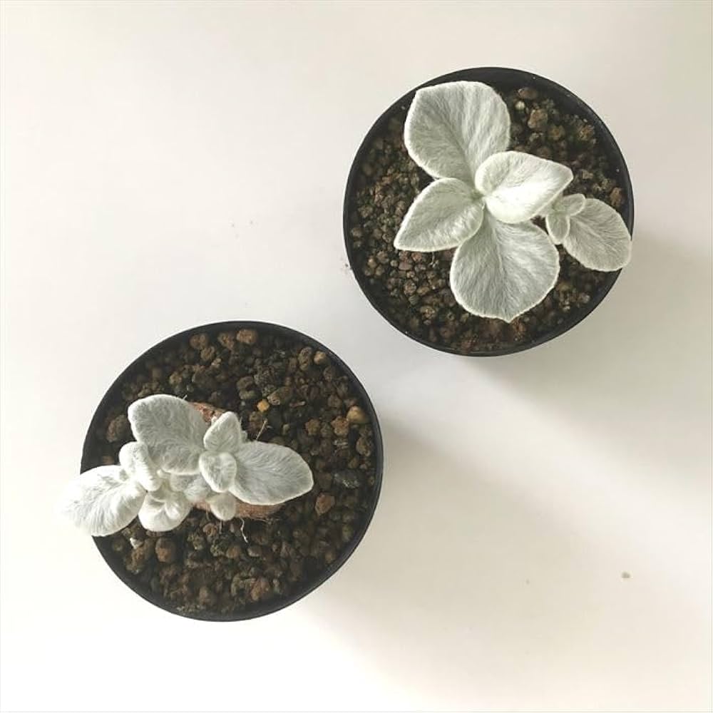 【極美苗】マジーさん苗　札付き　コロラータブランディティ×50コロラータ　希少 楽天市場】コロキア（ジーンティーズジャイアント） 6寸 ポット