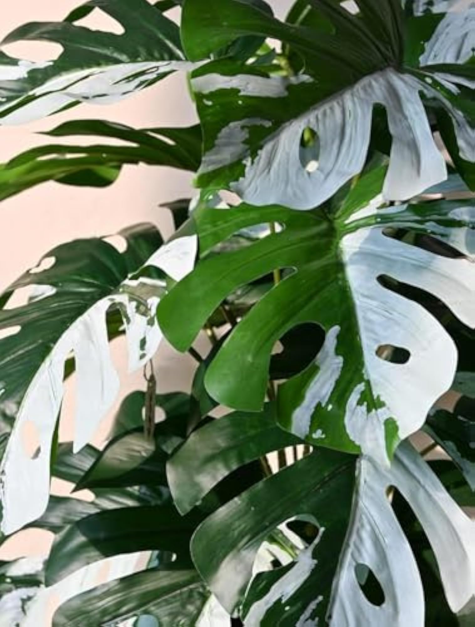 Artificial Monstera Plant with Black Pot for Interior Decor