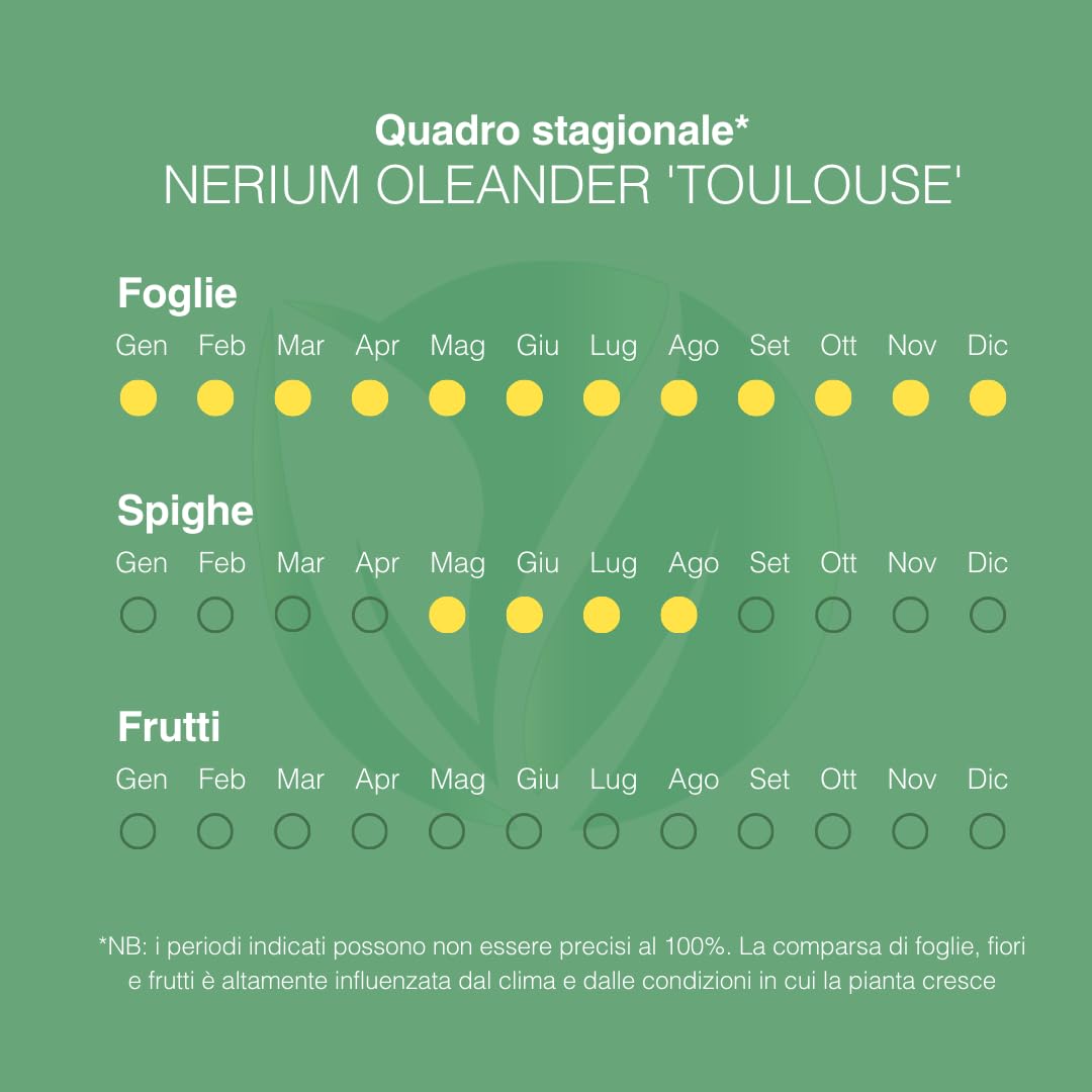 NERIUM OLEANDER, Oleandro Piante vere da esterno usato per decorare ambienti urbani, Piante da siepe sempreverde con foglie lucide e coriacee Diametro vaso 19 cm (Bianco)
