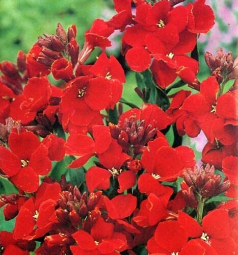 Approx 100 Seeds of WallFlower Fire King Annuals & Biennials Bedding Plant