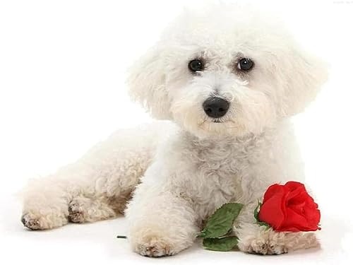 Kits de pintura de diamante 5D para bricolaje, bichón frise, perro blanco, taladros completos, lienzo, suministros de manualidades para decoración