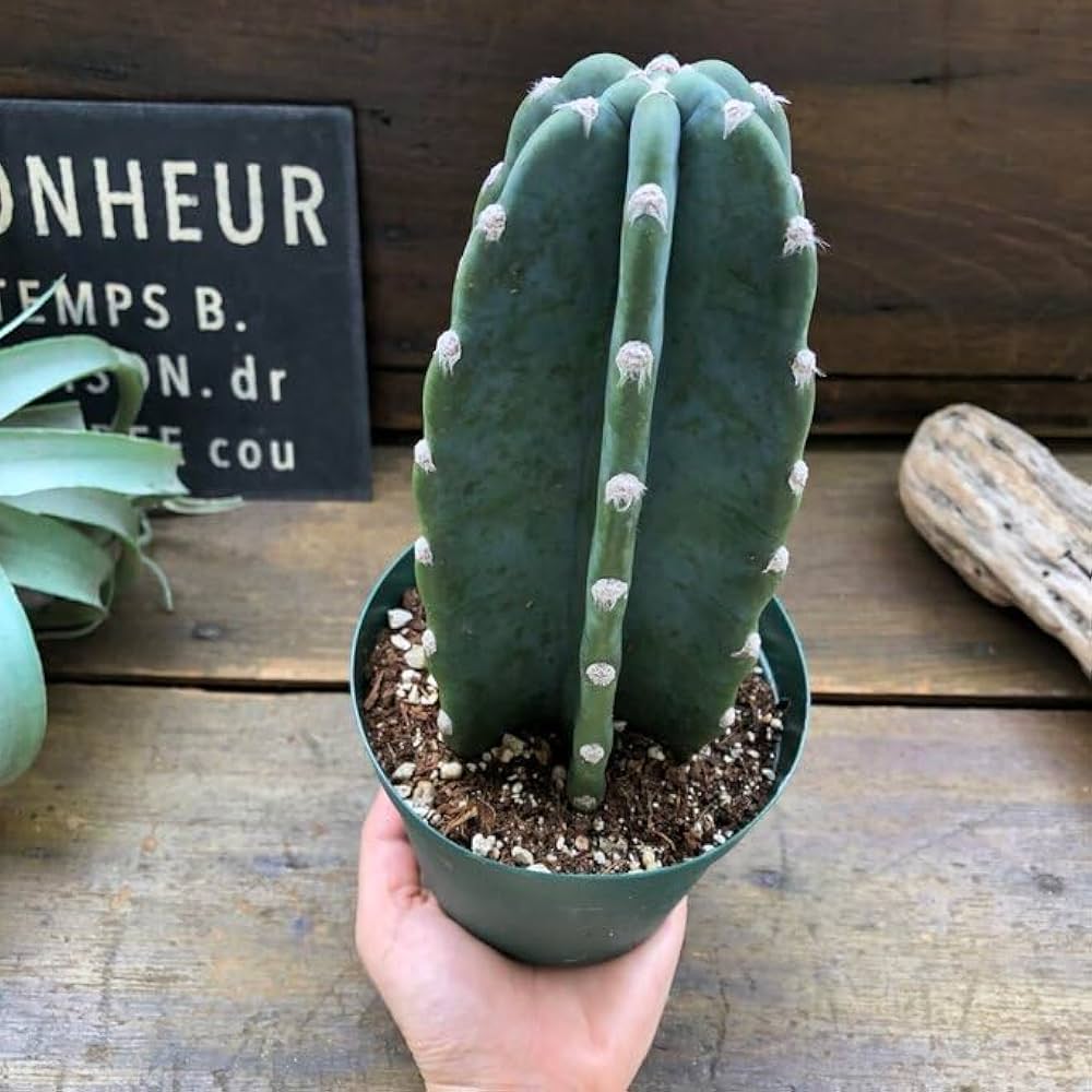 Amazon.co.jp: 柱サボテン 4号 インテリア 多肉植物