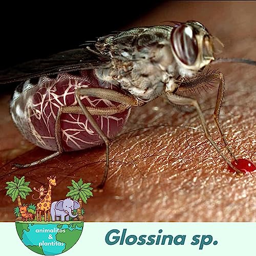 EP18 La enfermedad del sue&ntilde;o (Final de temporada) cover art