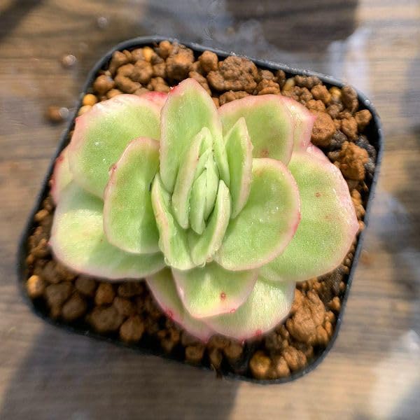 Amazon.co.jp: 農園直売 多肉植物 寄せ植え エケベリア属 アイス