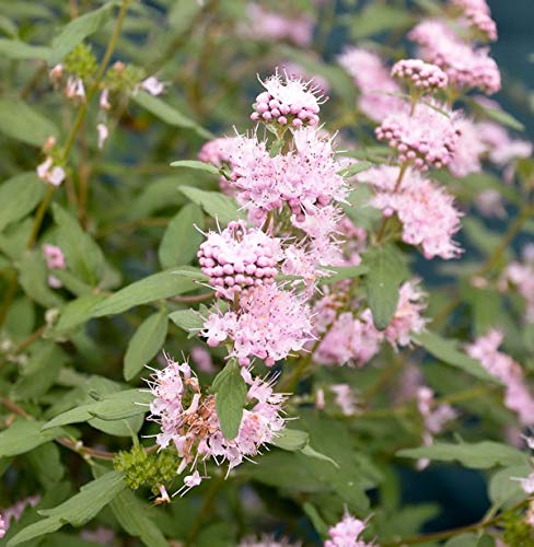 Preisvergleich Produktbild Baumschule Bartblume Pink Perfection 40-60cm - Caryopteris clandonensis