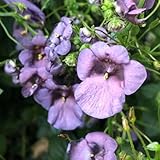 elfensporn - garten wildblumenwiese mehrjährig winterharte balkonpflanzen winterhart wiesenblumen blumenwiese herbstaussaat 400samen