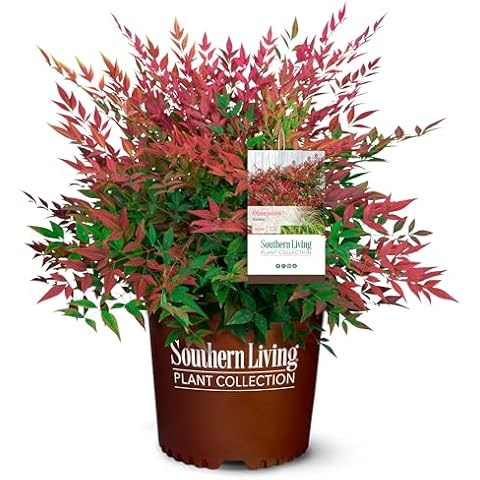 2 Gal. Obsession Nandina Shrub Cover