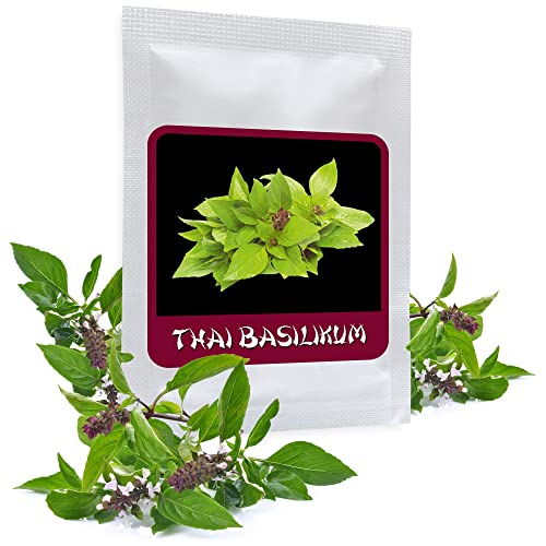 Albahaca tailandesa (Ocimum Basilicum), 100 semillas   popular planta de especias para la cocina asiática
