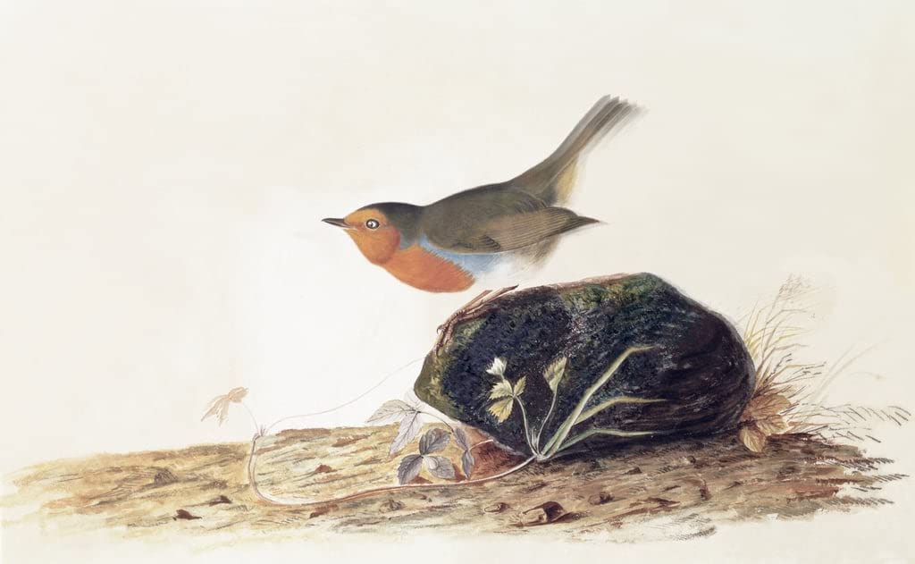 Affiche décorative oiseau John Audubon art mural poétique pour la maison - 5
