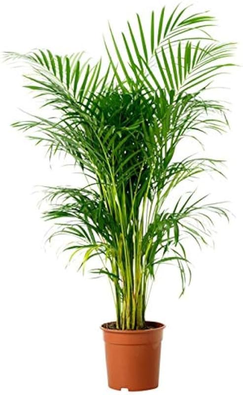 Live Areca Palm PLant Indoor Outdoor Real Houseplant Air Purifier Approved by NASHA for Home, Office, Garden Decor (Pack1of Healthy Small Size Plant) For Home Gardening Pack Of 1 (B0CV932L5G) Amazon Price History, Amazon Price Tracker