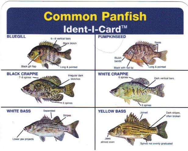 Common Panfish Freshwater Fish Identification Card