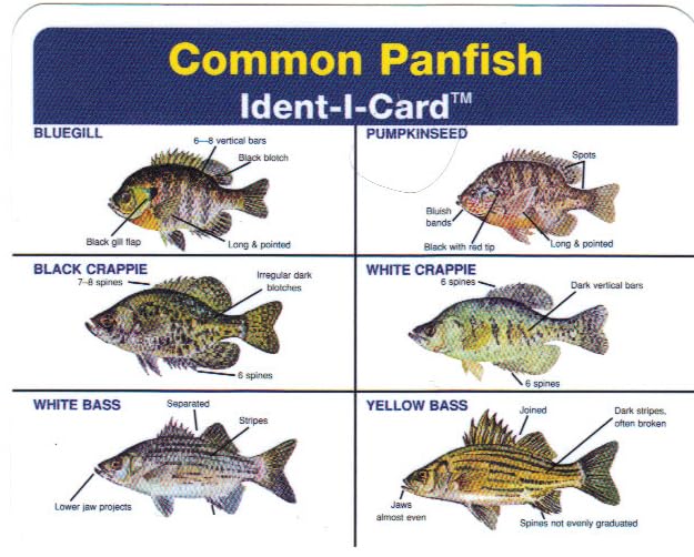 Common Panfish Freshwater Fish Identification Card