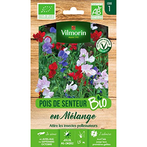 Pois de senteur Comment le cultiver et en prendre soin — free download